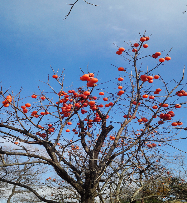 3f1355130443d4297ba749973c14cf16_1450754