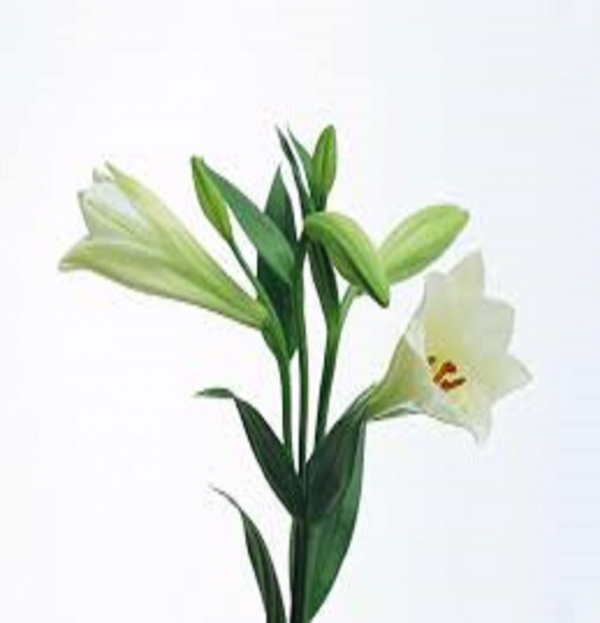 24ee754861e9de186291e465c7c276be_1463292