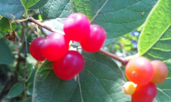 24ee754861e9de186291e465c7c276be_1463294