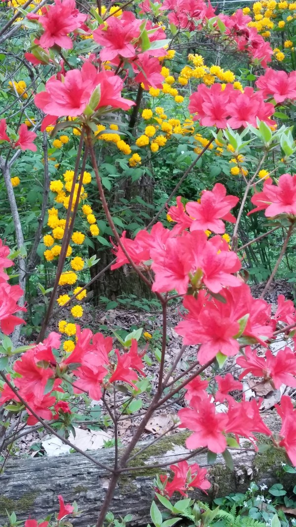 707a6024bd5e56403dc302d315580cb0_1462760