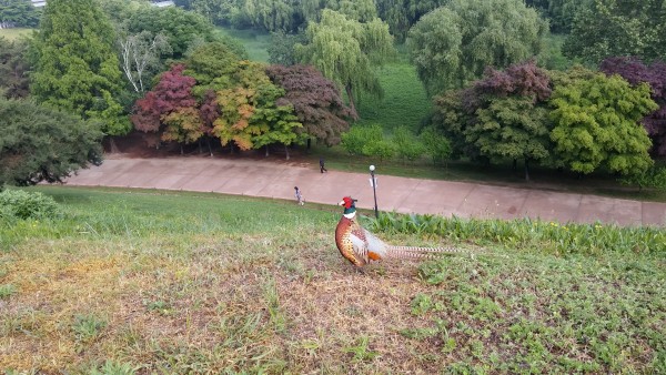 0f2428887b2a26d33596edd19452ab5c_1495947