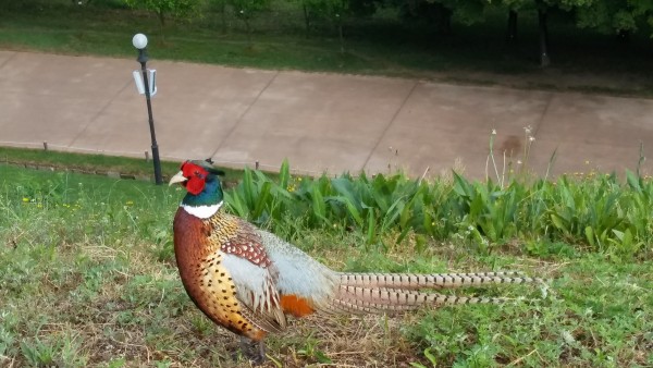 0f2428887b2a26d33596edd19452ab5c_1495947