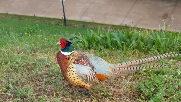 0f2428887b2a26d33596edd19452ab5c_1495947