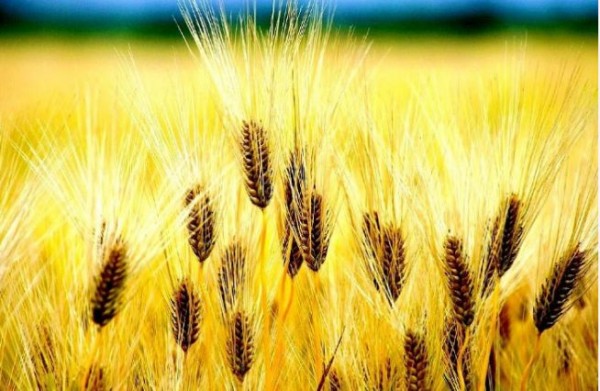 801997660a8462d238363b6816c88b99_1656207